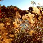 Through the Reeds