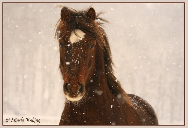 Through the snow