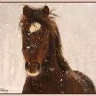 Through the snow