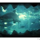 *Through the teeth of shark * Slide scan von 1989 / Perth Aquarium *   *