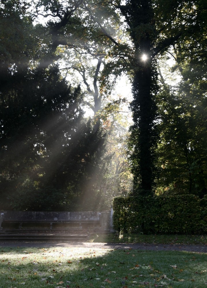 Through the Tree