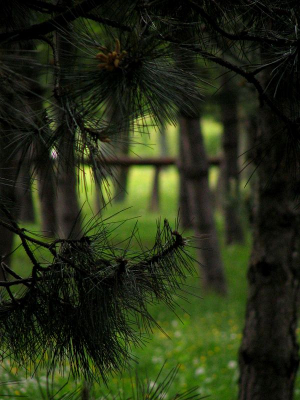 through the tree