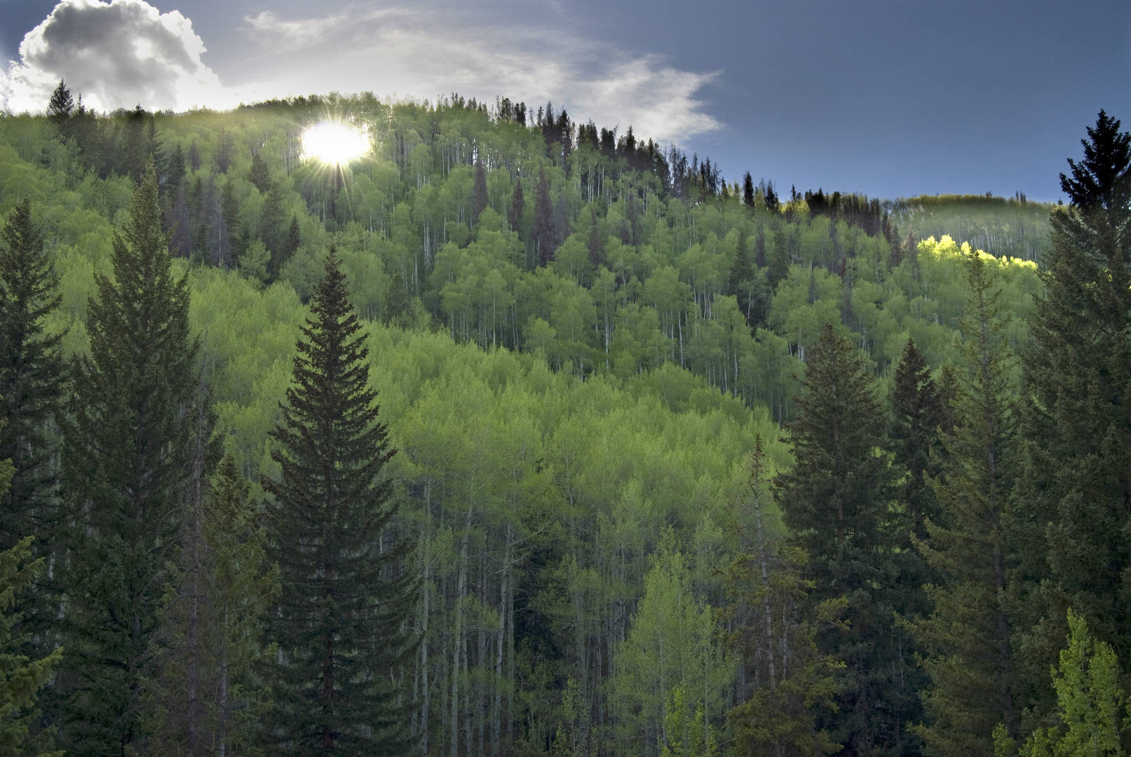 Through the Trees