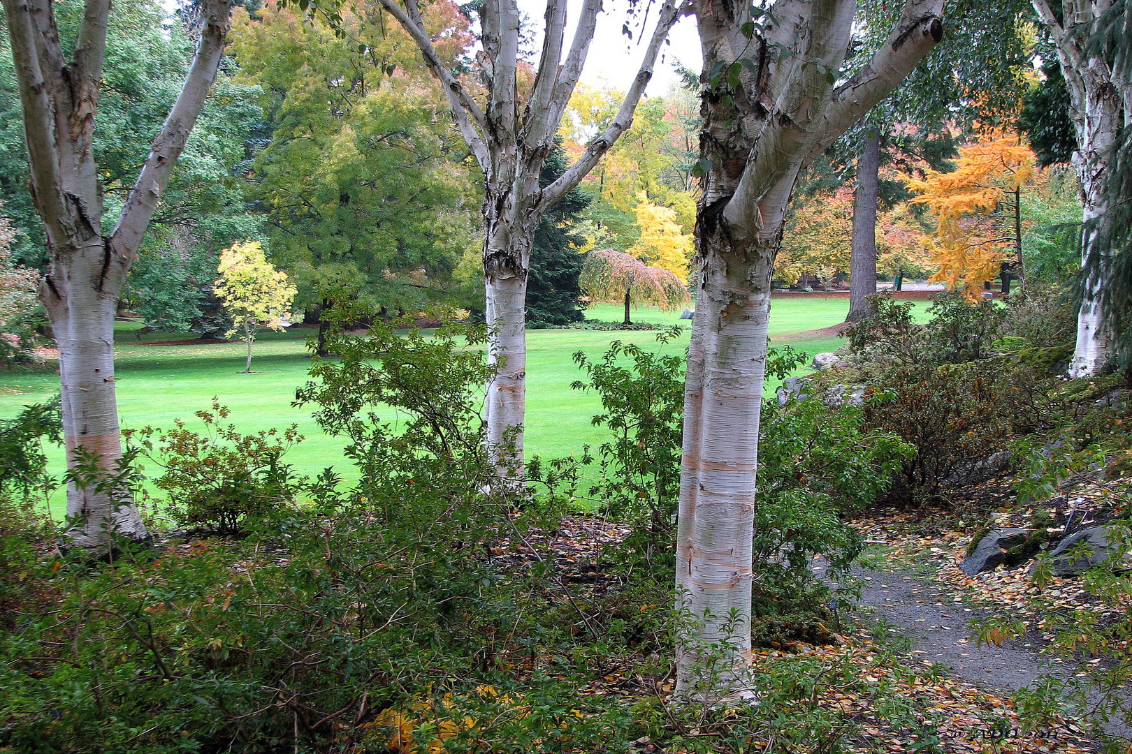 Through the White Birches