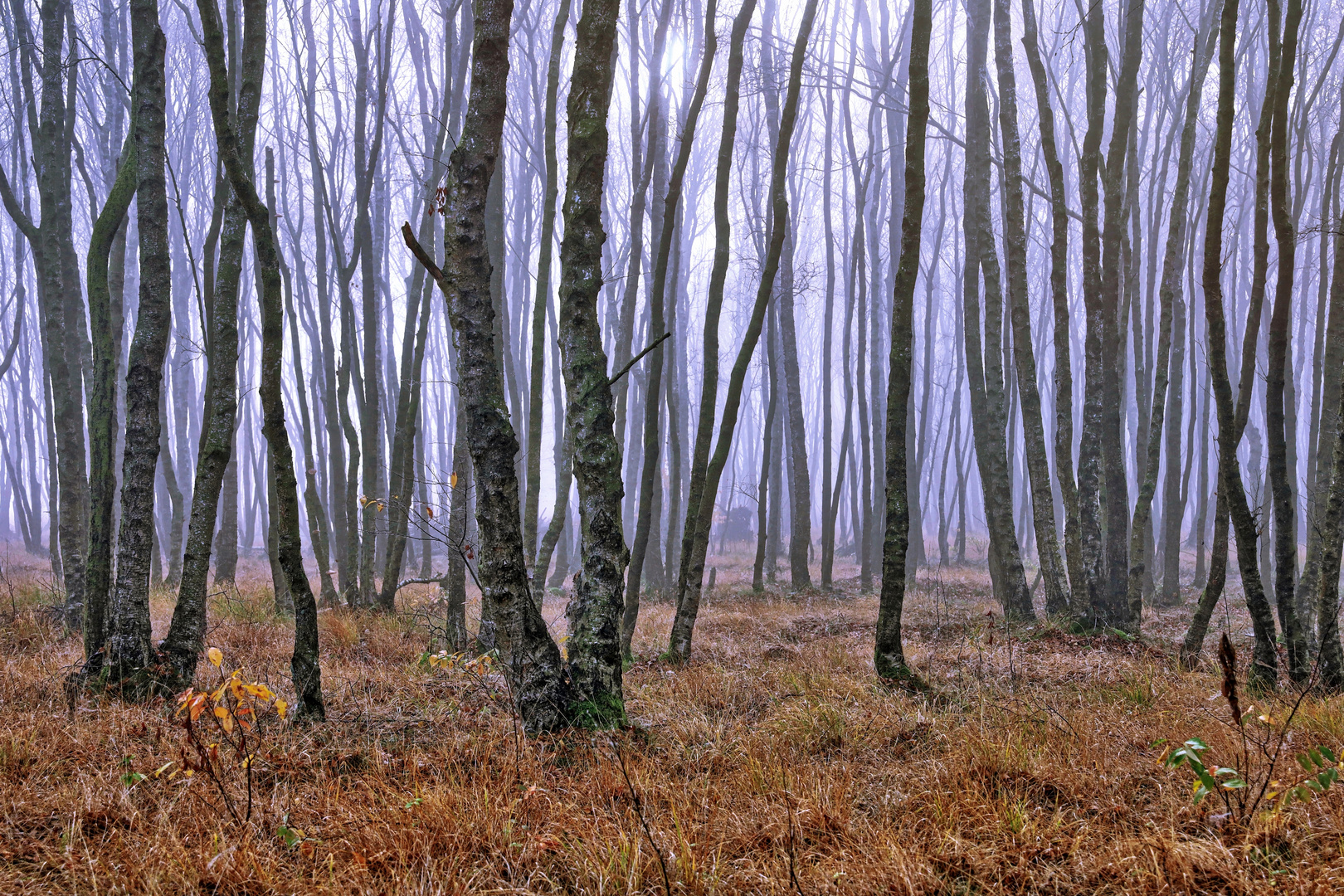 through the winter woods