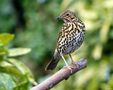 Thrush by Fons van Swaal