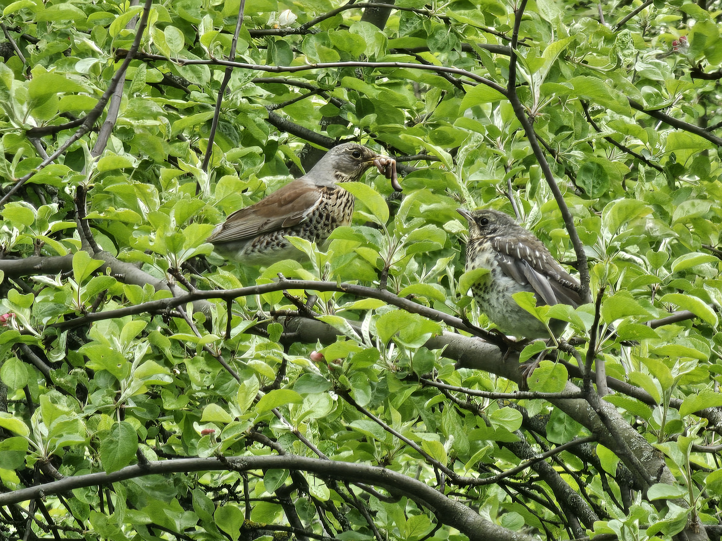 Thrush (Fieldfare) with Baby