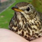 thrush singer 1