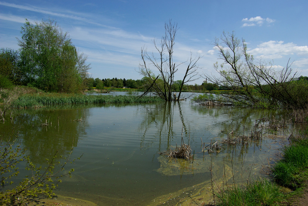 Thürer Wiesen / Eifel (Naturschutzgebiet)