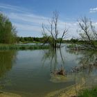 Thürer Wiesen / Eifel (Naturschutzgebiet)