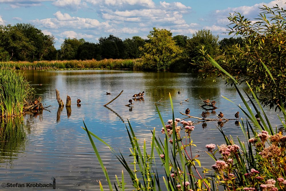 Thürer Wiesen Weiher Foto & Bild landschaft, bach, fluss & see, natur Bilder auf Thürer Wiesen Weiher Foto & Bild landschaft, bach, fluss & see, natur Bilder auf