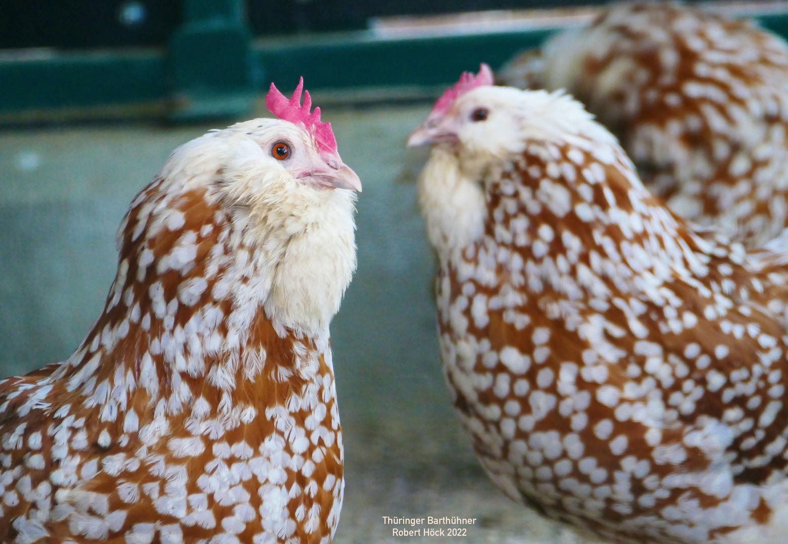 Thüringer Barthuhn Chamois-Weißgetupft - Robert Höck 2022 - Bearded Thuringian chicken