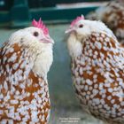 Thüringer Barthuhn Chamois-Weißgetupft - Robert Höck 2022 - Bearded Thuringian chicken