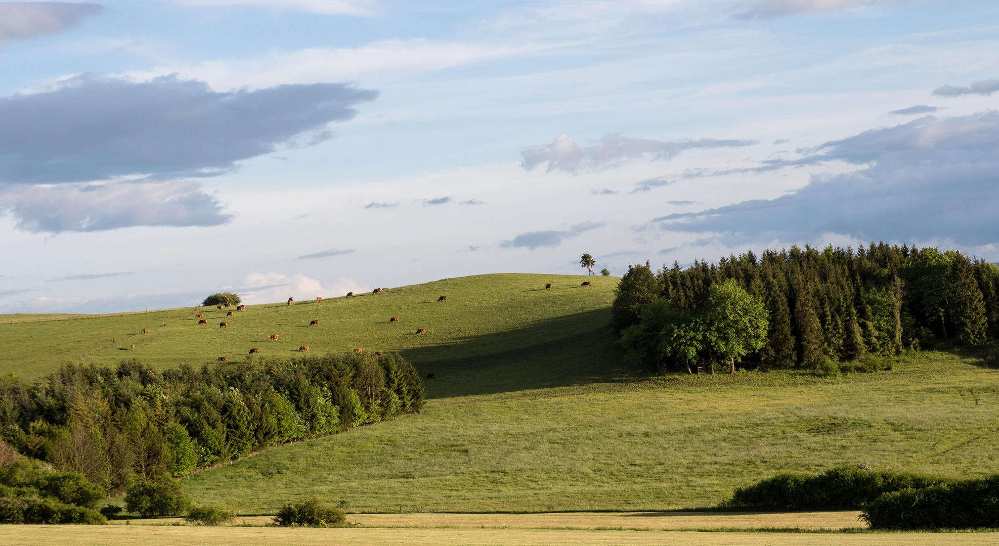 Thüringer Kühe