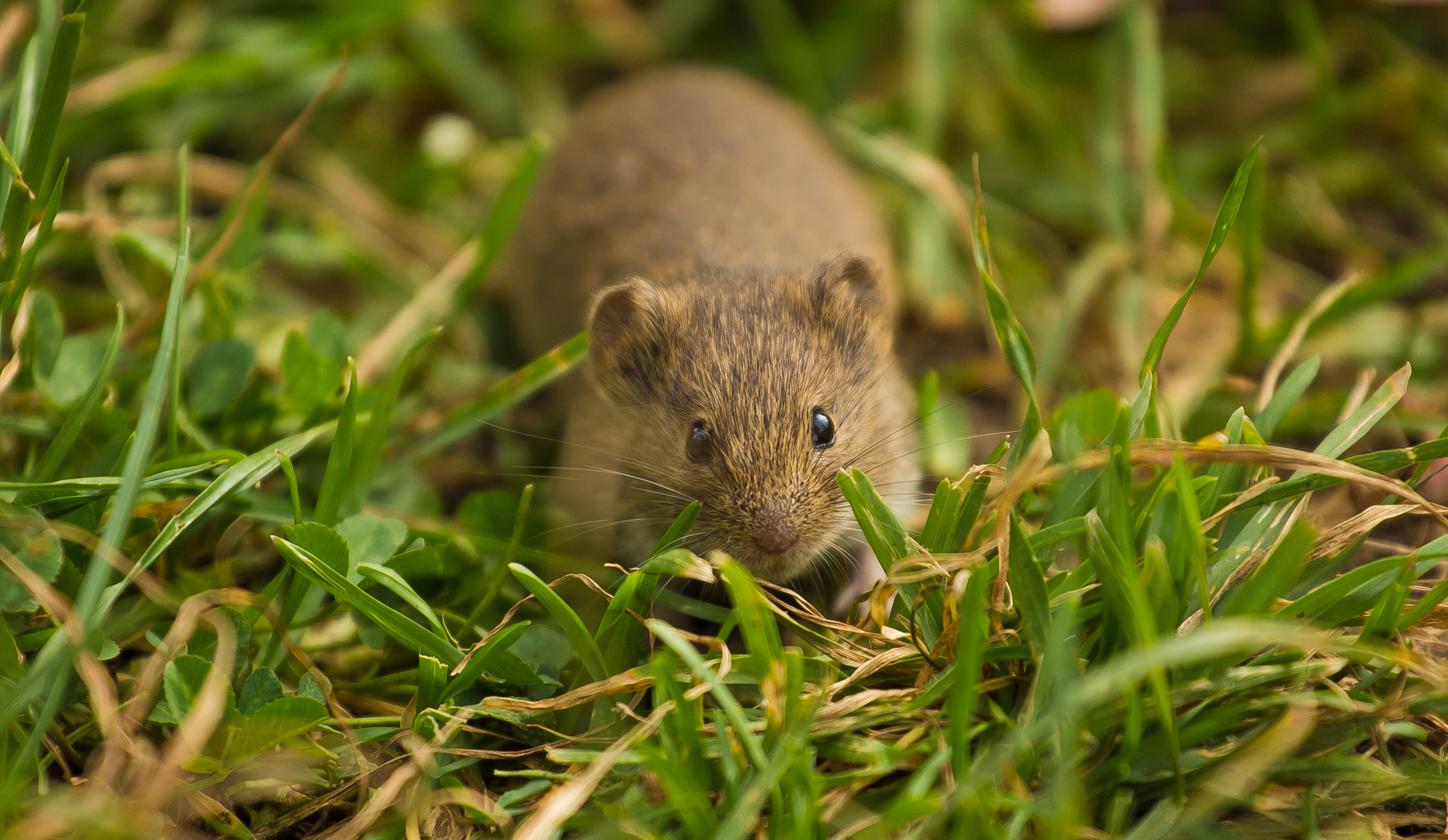 Thüringer Maus sucht Schutz bei einem Fotografen