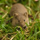 Thüringer Maus sucht Schutz bei einem Fotografen