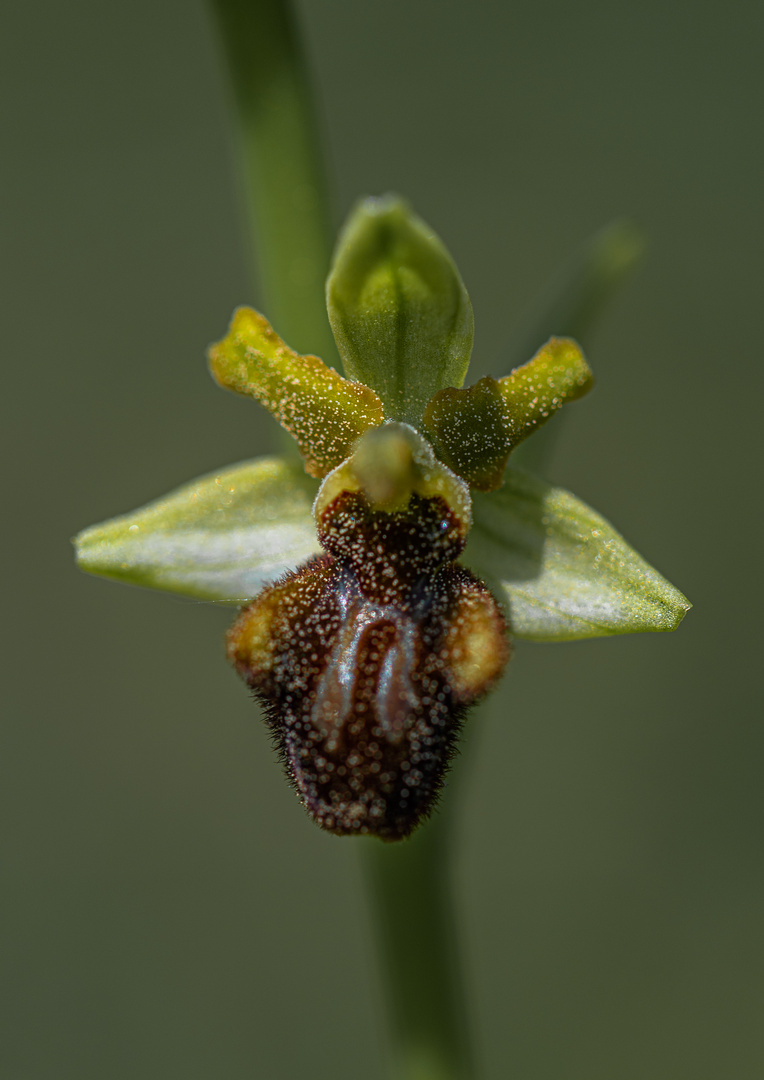Thüringer Orchideen - Einzelblüte Spinnen-Ragwurz