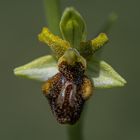 Thüringer Orchideen - Einzelblüte Spinnen-Ragwurz