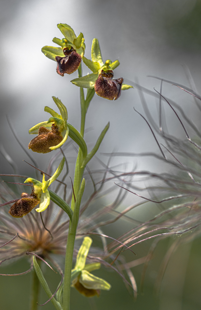 Thüringer Orchideen - Spinnen-Ragwurz