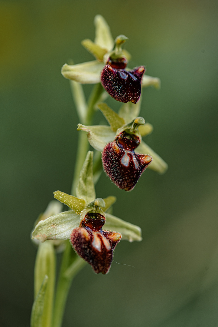 Thüringer Orchideen - Spinnen-Ragwurz