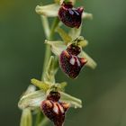 Thüringer Orchideen - Spinnen-Ragwurz