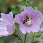 Thüringer Strauchpappel (Lavatera thuringiaca)