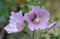 Thüringer Strauchpappel (Lavatera thuringiaca)