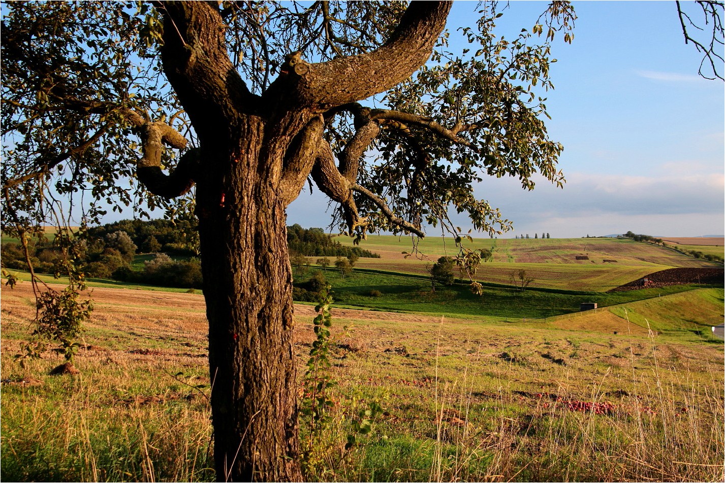 Thüringer Toscana