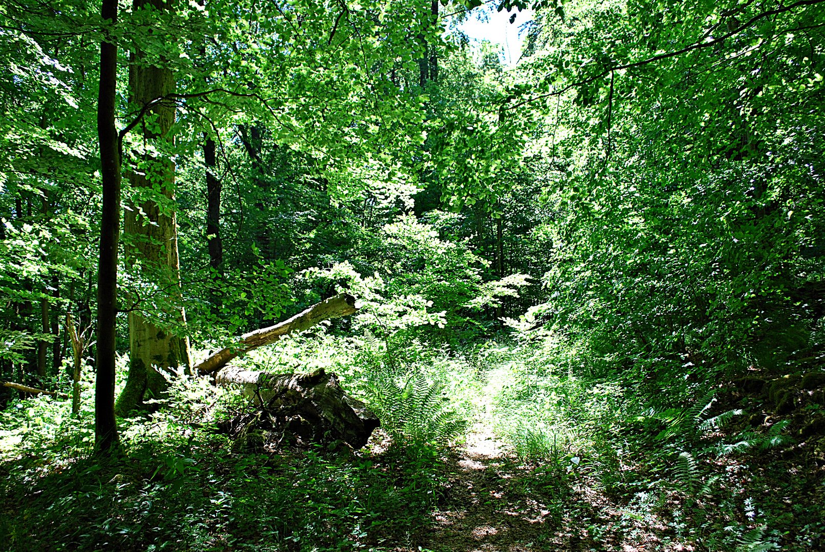 Thüringer Urwald...