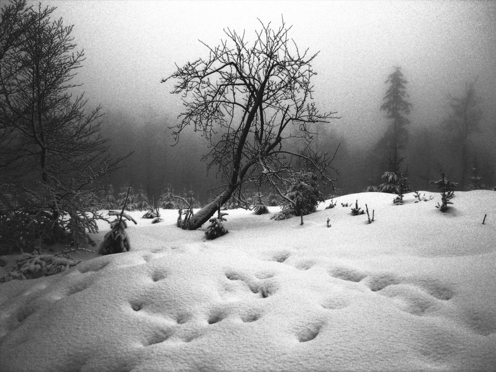 Thüringer Wald