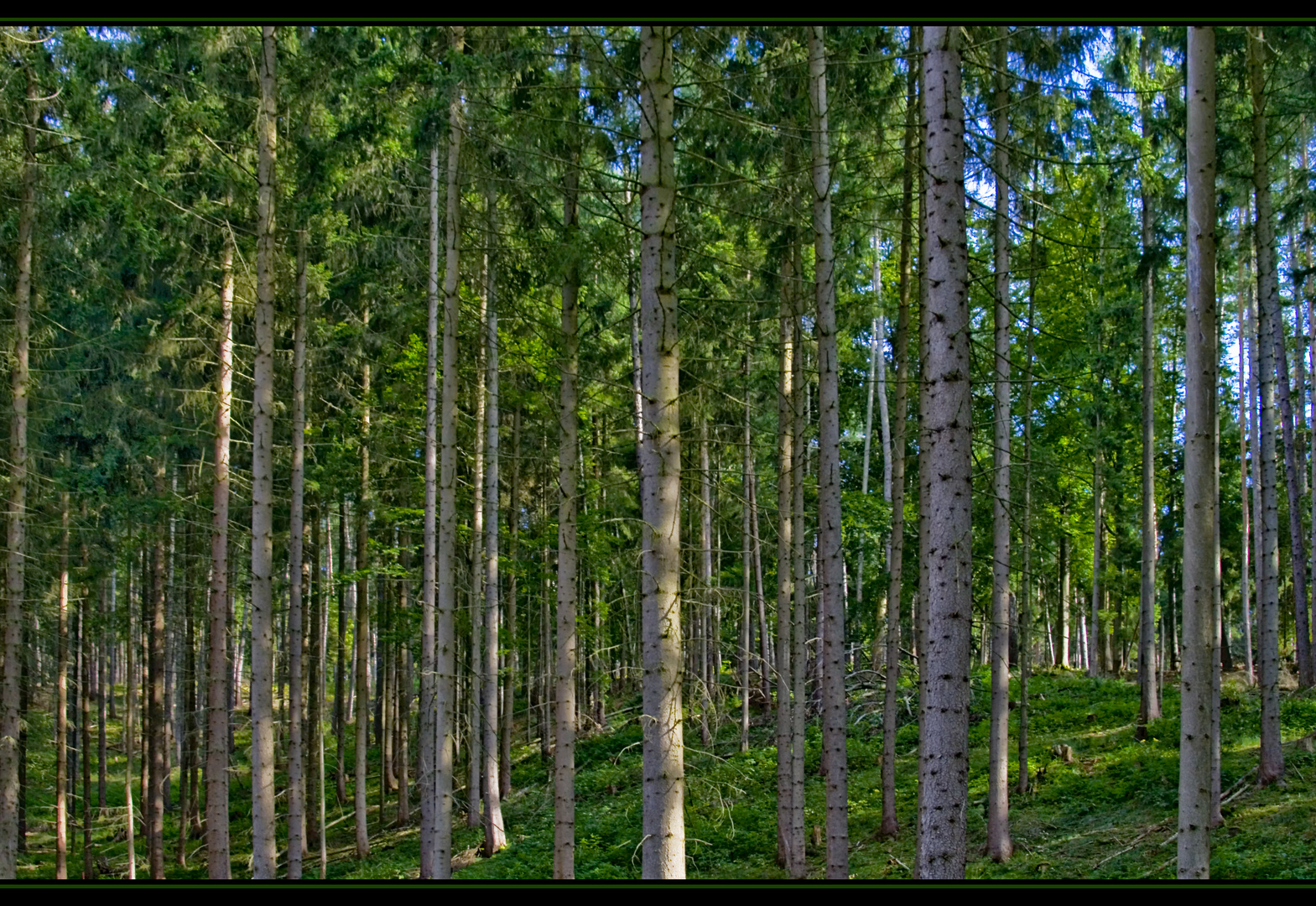 Thüringer Wald 2