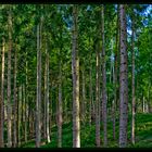 Thüringer Wald 2