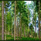 Thüringer Wald