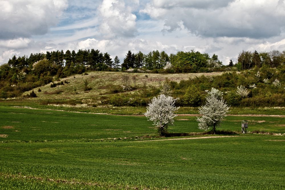 Thüringer Wald