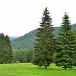 Thüringer Wald