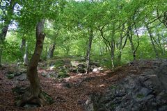 Thüringer Wald