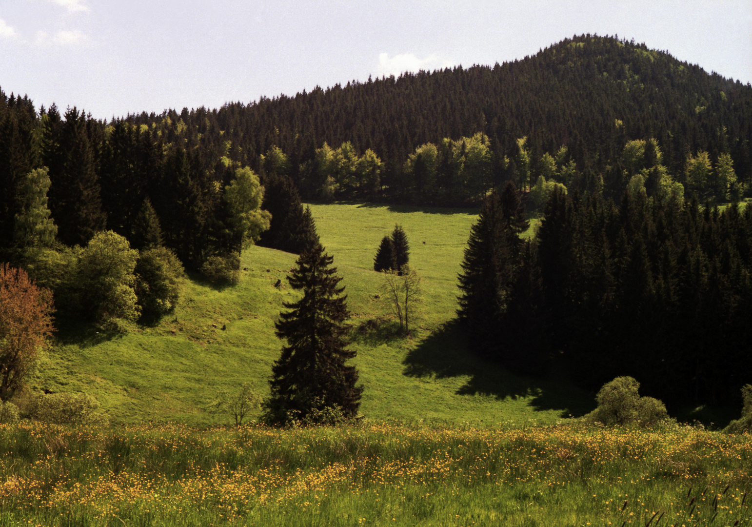 Thüringer Wald