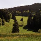 Thüringer Wald