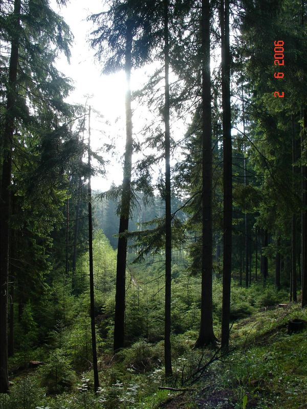 Thüringer Wald