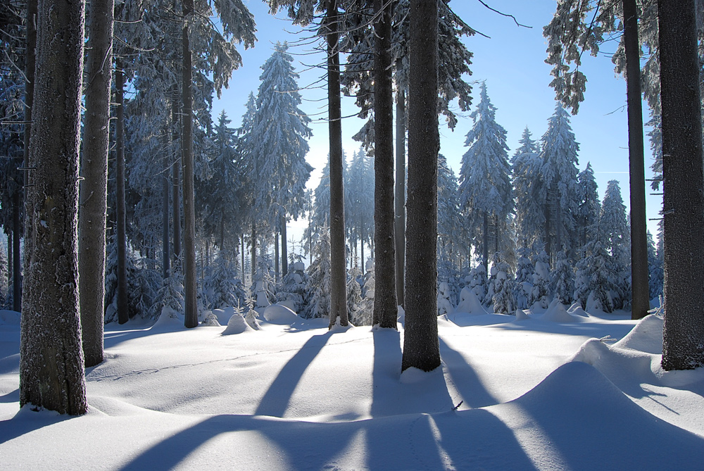 Thüringer Wald