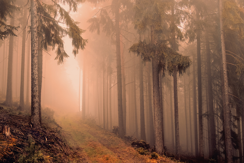 Thüringer Wald