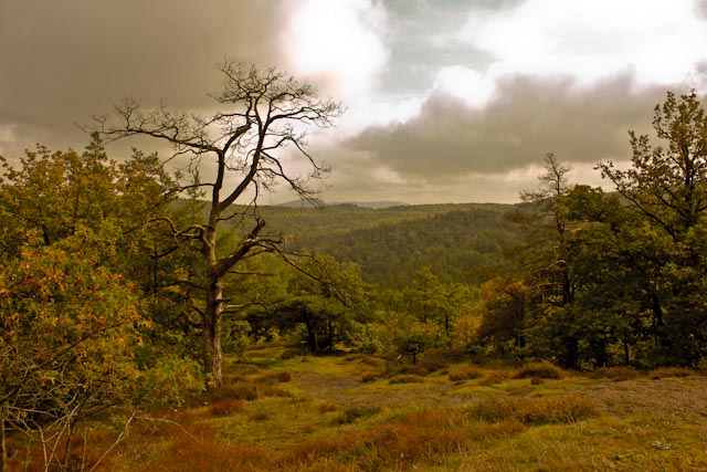 Thüringer Wald bei Eisenach