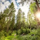 Thüringer Wald bei Oberhof