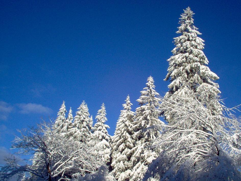 Thüringer Wald im Winter