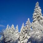 Thüringer Wald im Winter