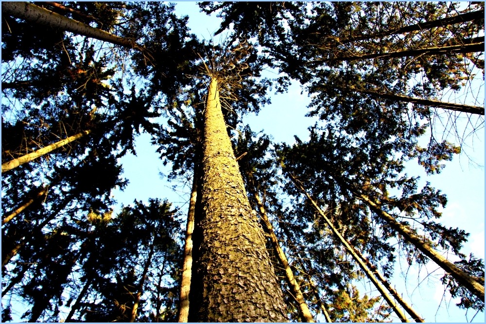 Thüringer Wald nur nach dir... ;)