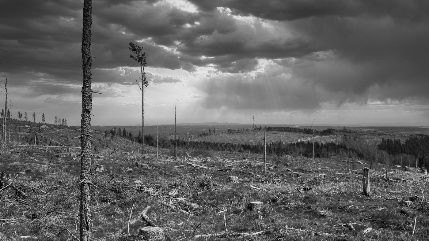 Thüringer-Wald-Sterben_2021_02