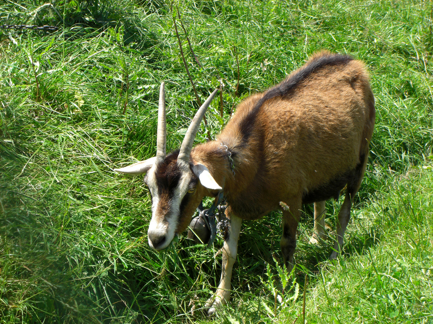 Thüringer Waldziege