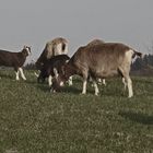 Thüringer Waldziegen