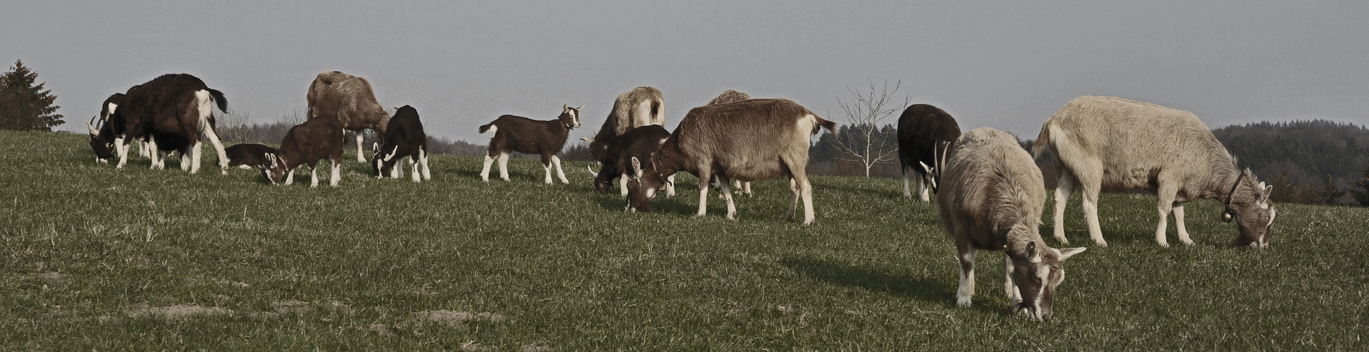 Thüringer Waldziegen